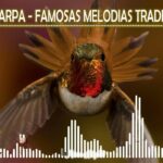 🎵🇨🇱 Descubre la magia de las 🎶 Arpas Chilenas 🎶: Tradición y melodía ancestral